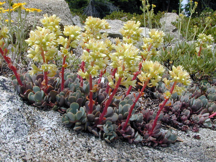 File:Sedum oregonense.jpeg