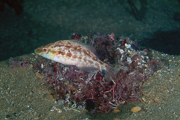 File:Symphodus cinereus DSCF2859 (Stefano Guerrieri).jpg