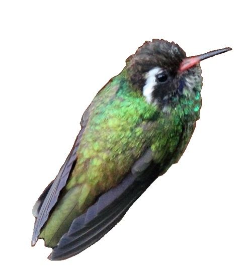 File:White-eared Hummingbird (Basilinna leucotis) white background.jpg