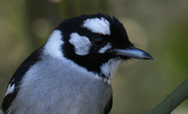 File:White-eared monarch strongrd.JPG