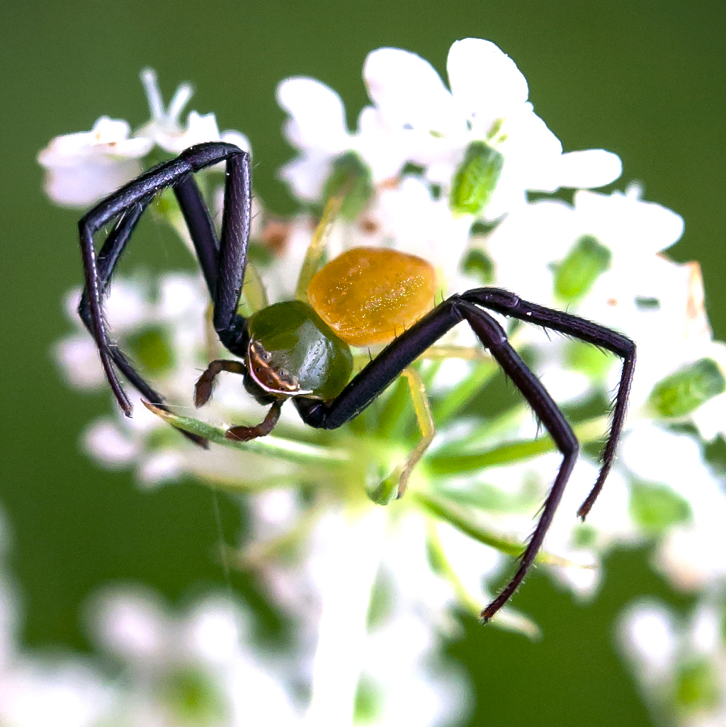 Arachnid - Wikipedia