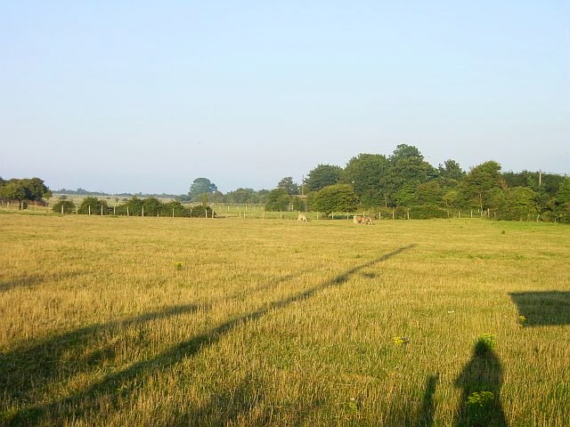 File:Young cattle at Swanley Farm - geograph.org.uk - 46645.jpg