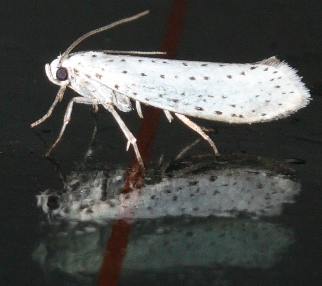 File:Yponomeuta evonymella-g.jpg