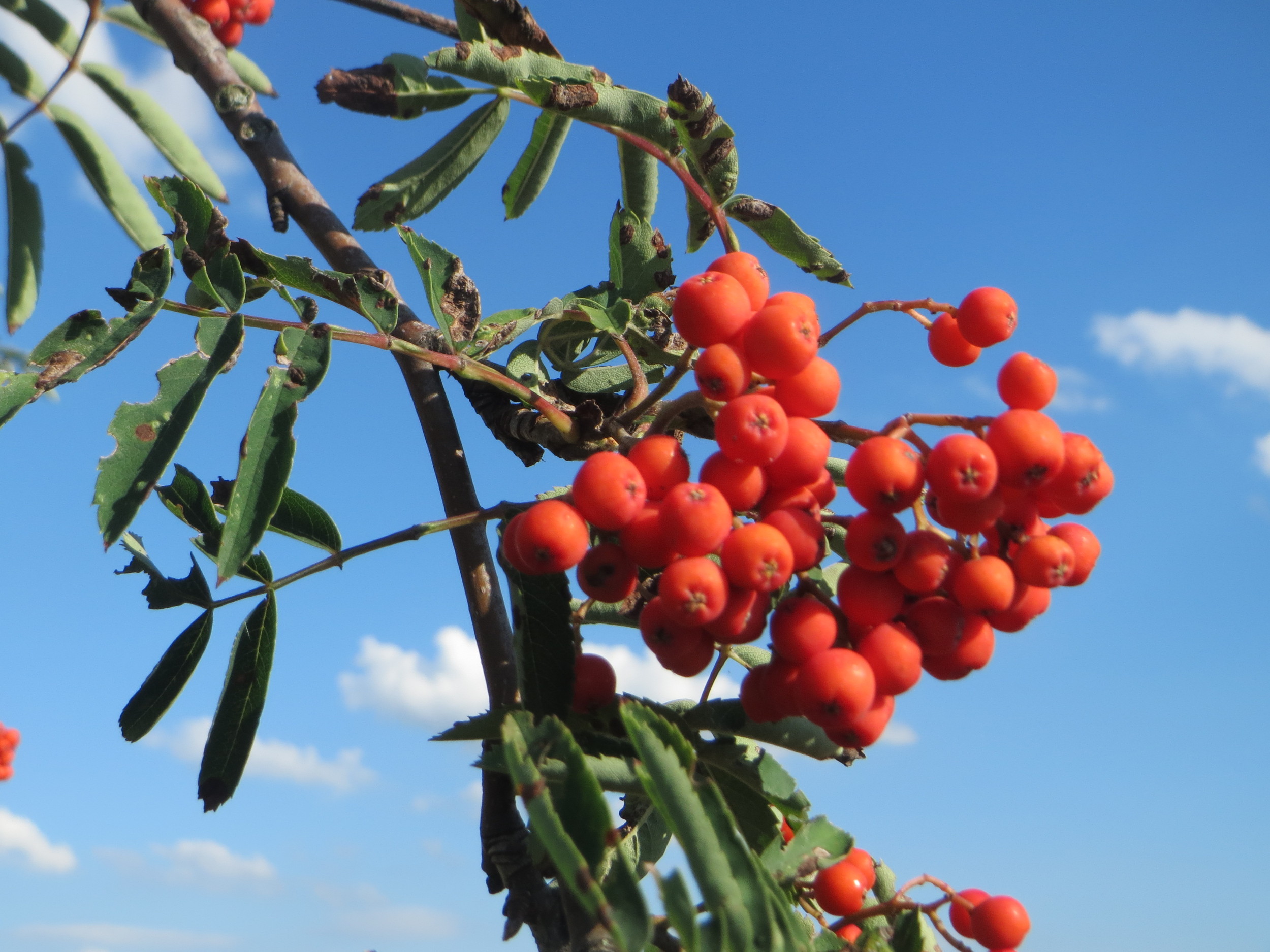 Рябина живет столько же сколько. Sorbus commixta. Сорбус аукупария. Продолжительность жизни рябины. Sorbus groenlandica.