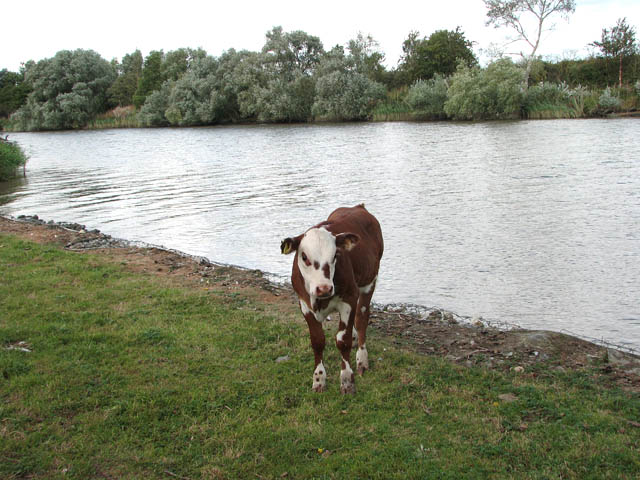 File:A calf by the River Yare - geograph.org.uk - 1468171.jpg