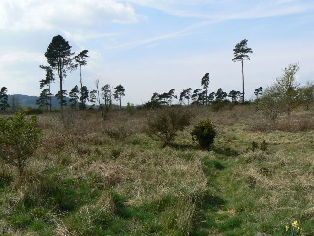 File:All but clear felled - geograph.org.uk - 1277861.jpg