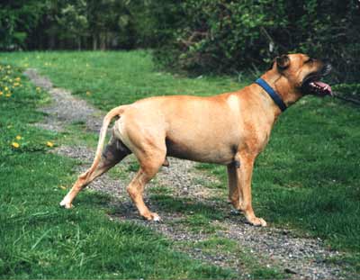 File:American Pit Bull Terrier (Bubu).jpg