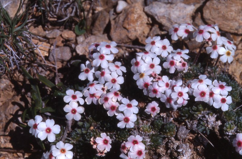 File:Androsace villosa.jpeg