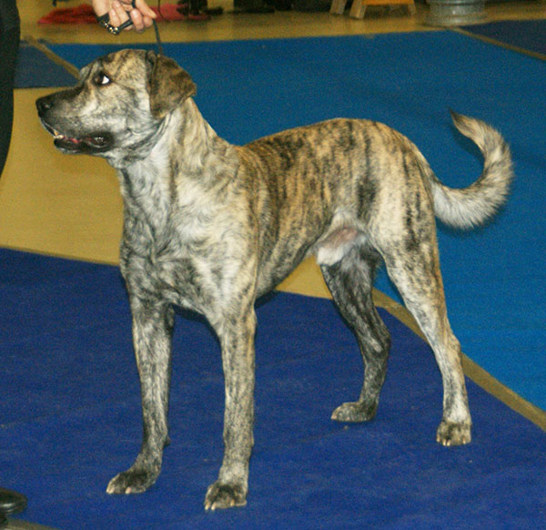 File:Azores Cattle Dog.jpg