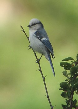 Azure tit from Kyrgyzstan.