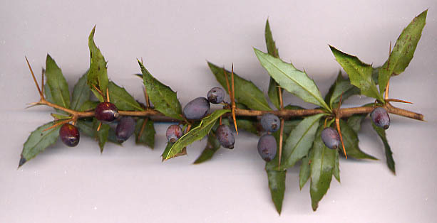 File:Berberis gagnepainii fruit.jpg