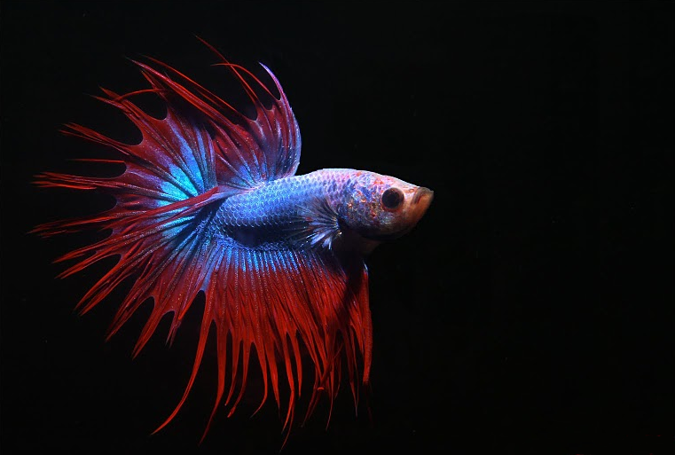 File:Betta splendens male crowntail.png