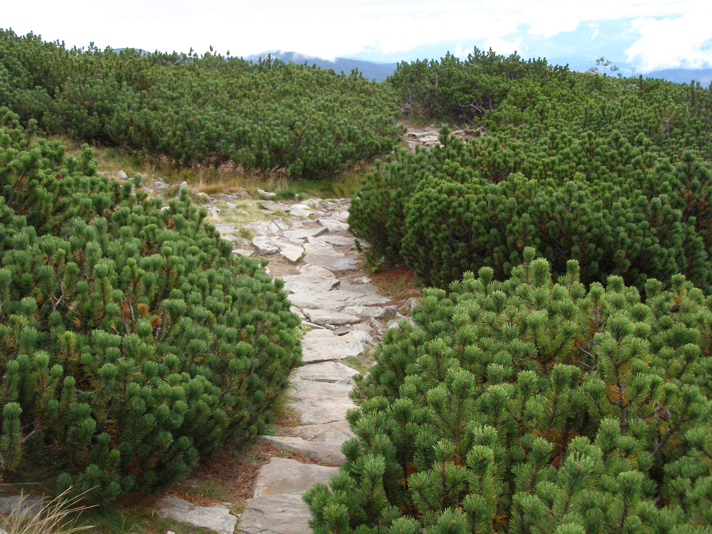 Горная сосна Пумилио (Pinus mugo pumilio)