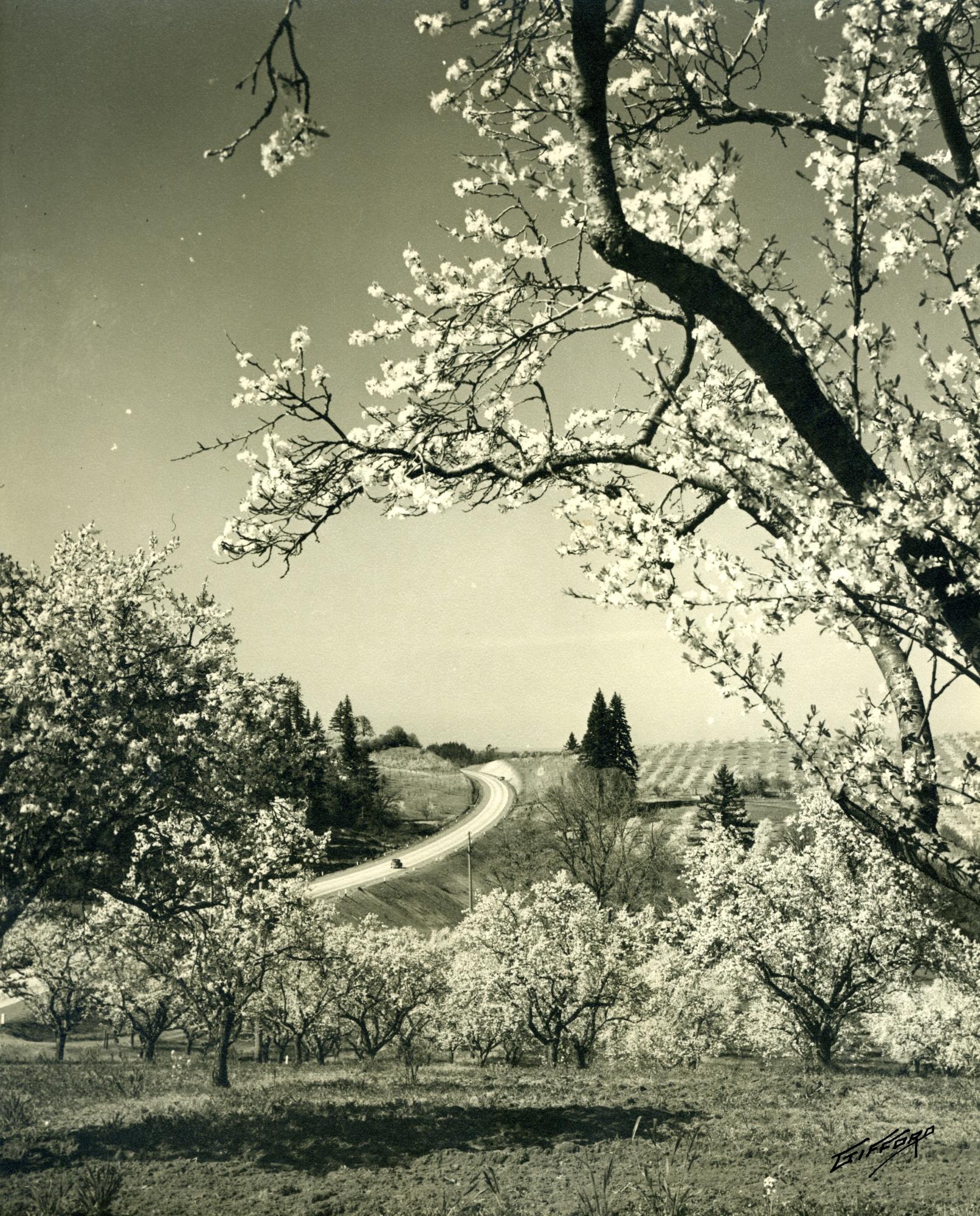 Oregon "roots in the Sky". Time to Blossom. Сакура история