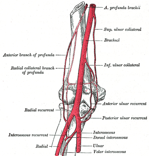 File:Brachial a.png