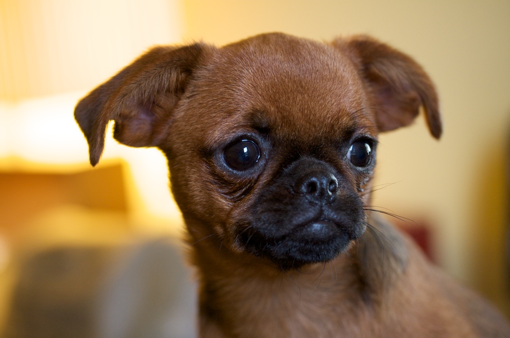 shaved brussels griffon