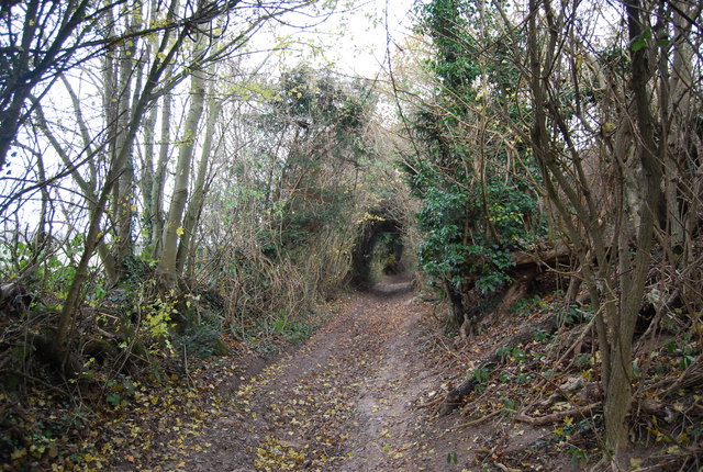 File:Byway climbing up the North Downs - geograph.org.uk - 2269086.jpg