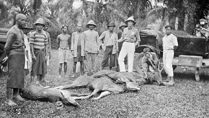 File:COLLECTIE TROPENMUSEUM Geschoten herten op een onderneming Oostkust van Sumatra TMnr 10032313.jpg