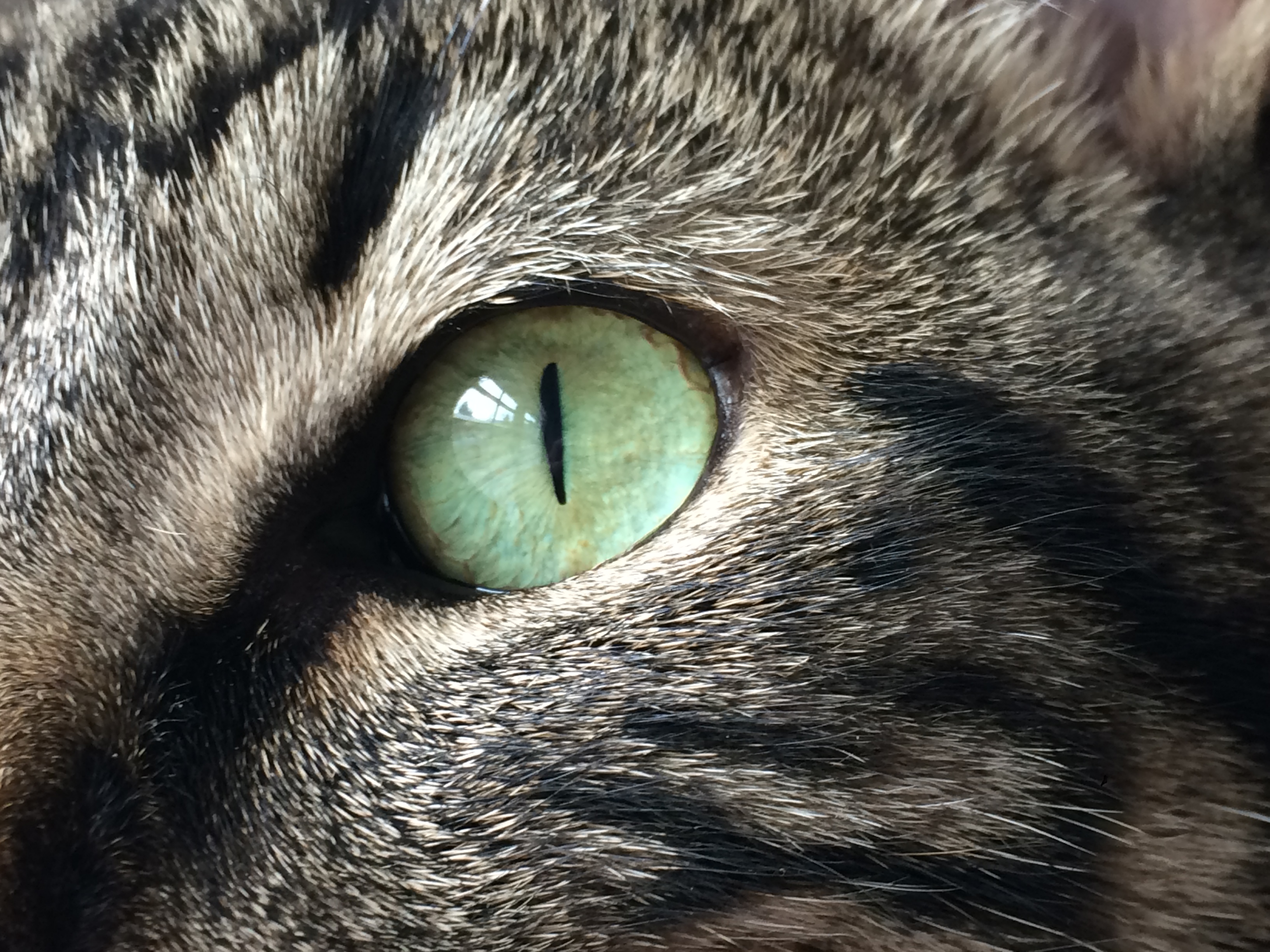 File:Cats eye.jpg - Wikimedia Commons