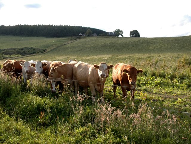 File:Cattle in a Field - geograph.org.uk - 491751.jpg