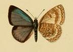 Celastrina acesina