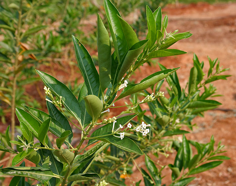 File:Cestrum diurnum (China Berry) in Hyderabad W IMG 7107.jpg