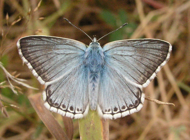 File:Chalk Hill Blue, Sheffield Park - geograph.org.uk - 239698.jpg