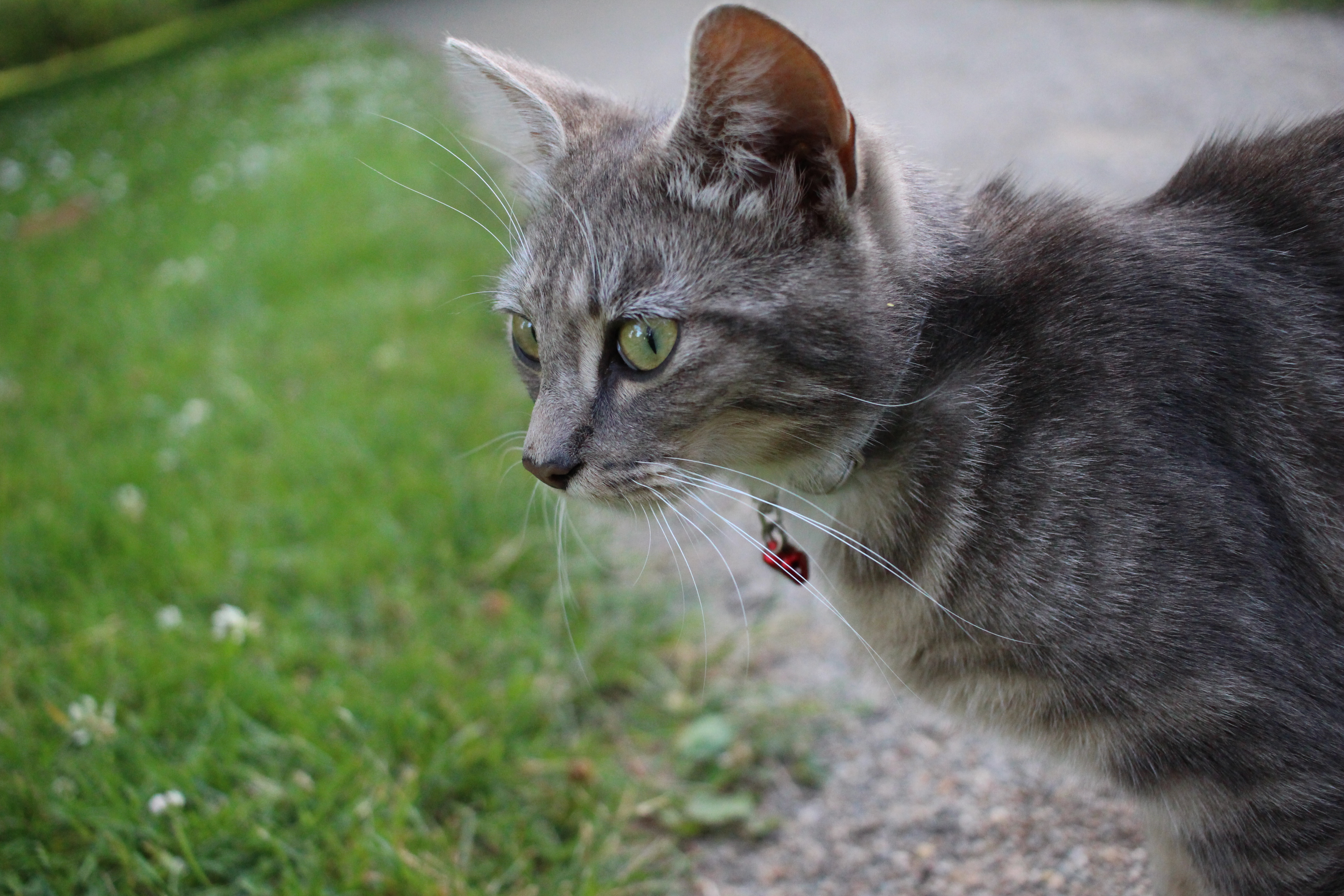 File Chaton Gris En Exterieur 02 Jpg Wikimedia Commons