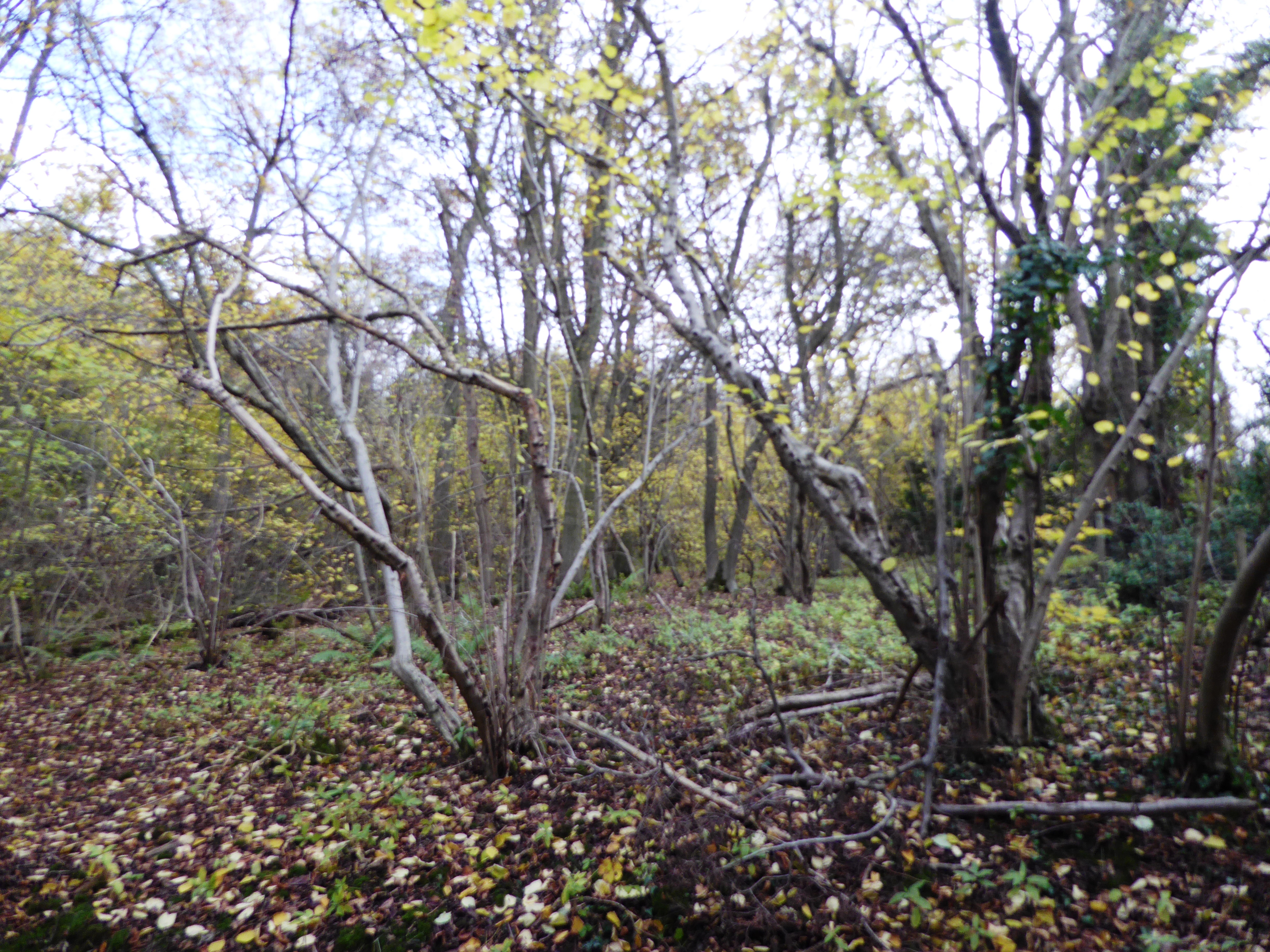 Breedon Cloud Wood and Quarry