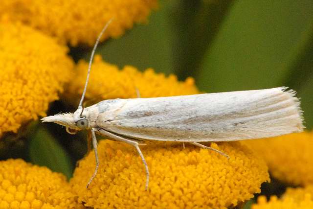 File:Crambus.perlella8.-.lindsey.jpg