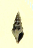 <i>Crassispira berthelini</i> Extinct species of gastropod