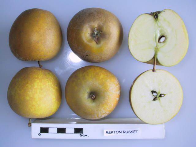 File:Cross section of Merton Russet, National Fruit Collection (acc. 1935-002).jpg