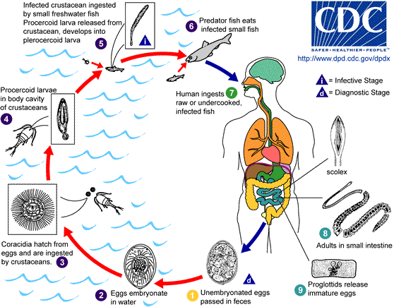 File:D latum LifeCycle.png