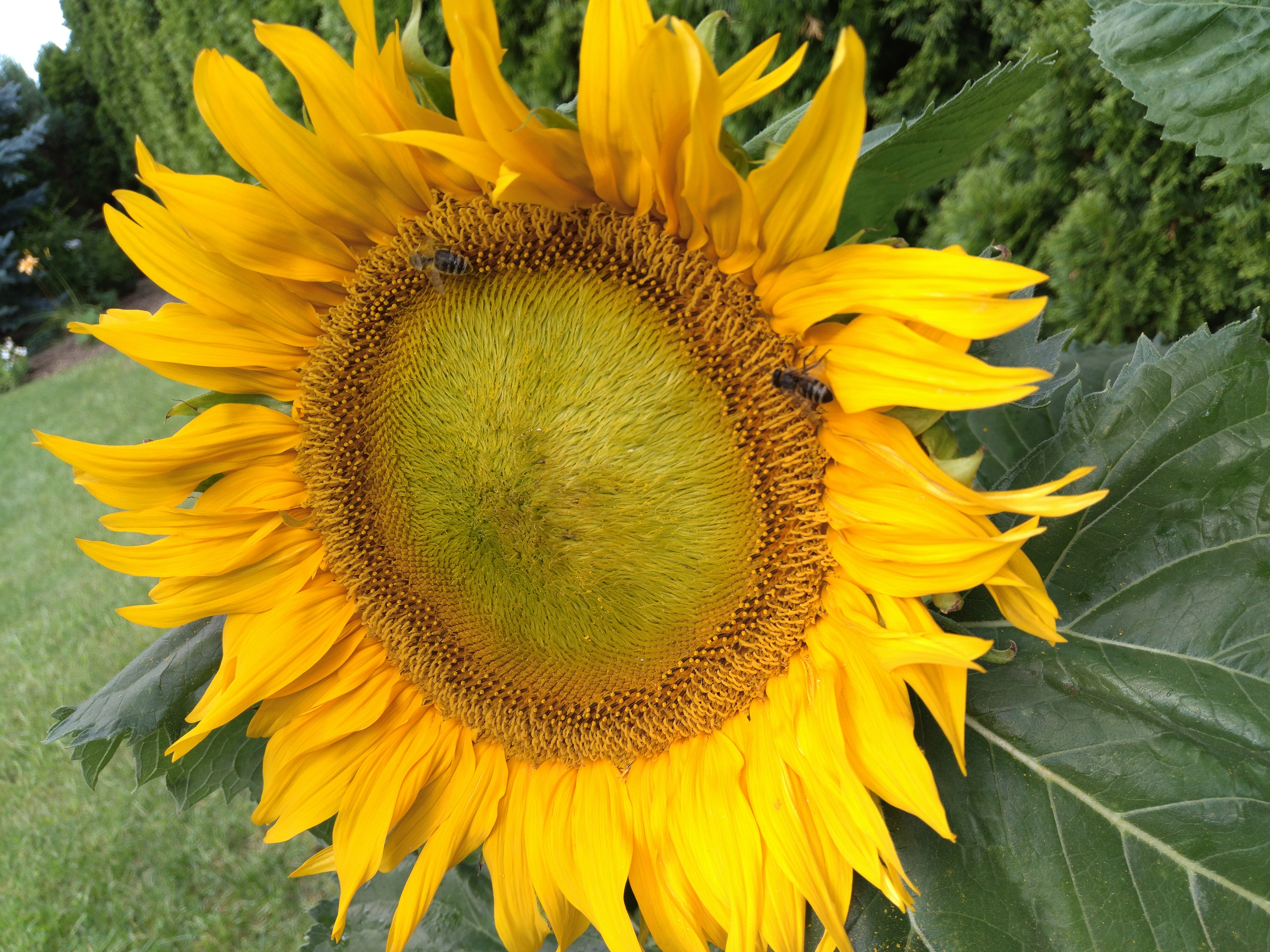 Helianthus annuus в косметике. Helianthus pauciflorus.