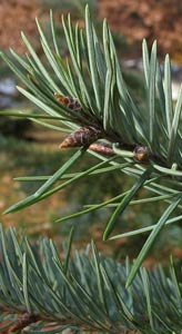 File:Douglas Fir buds.jpg