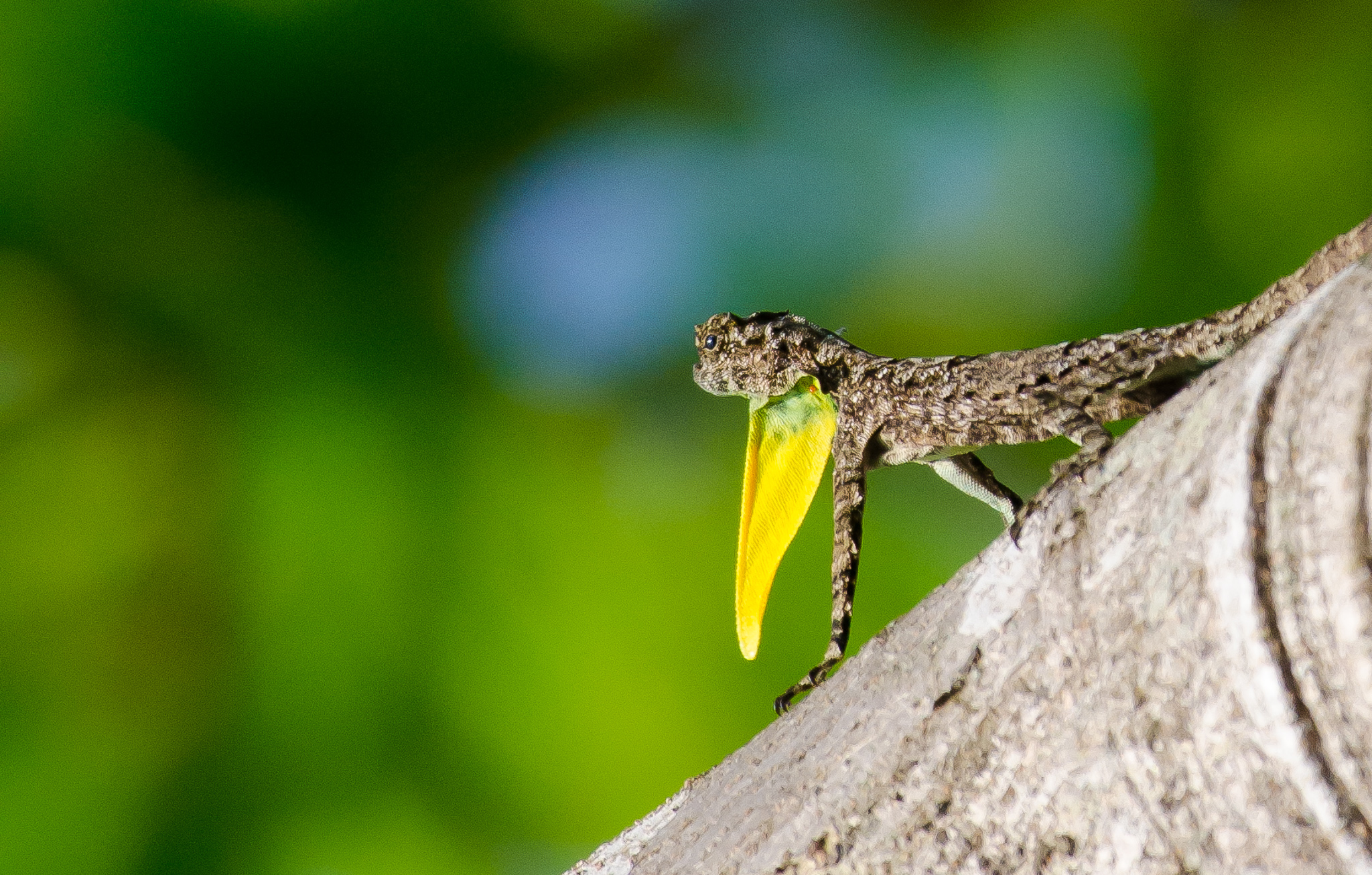 flying lizard animal