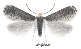 <i>Ectoedemia alnifoliae</i> Species of moth