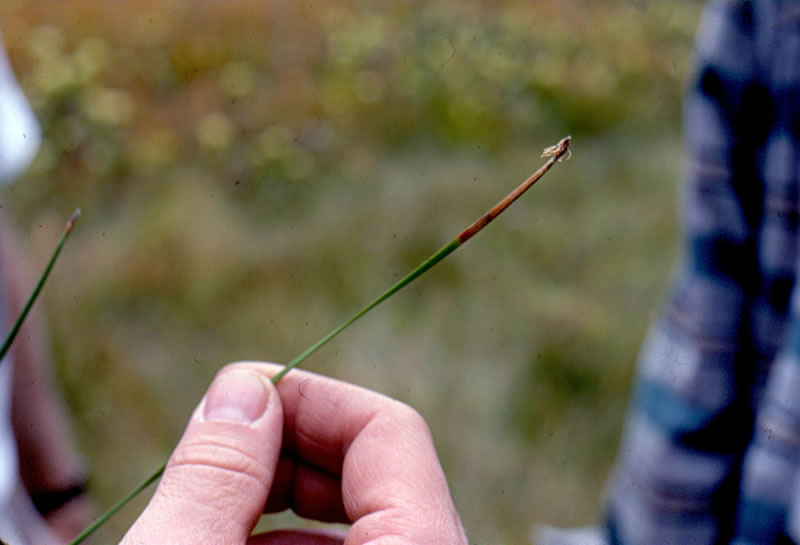 File:Eleocharis torticulmis.jpg