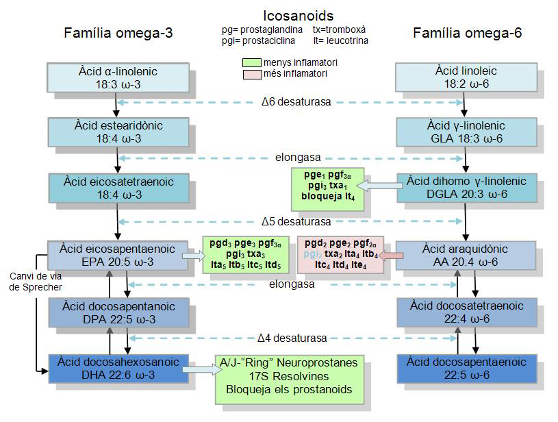 File Families D Icosanoides Jpg Wikimedia Commons