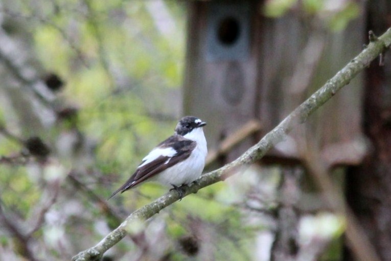 File:Ficedula hypoleuca IMG 3941.JPG