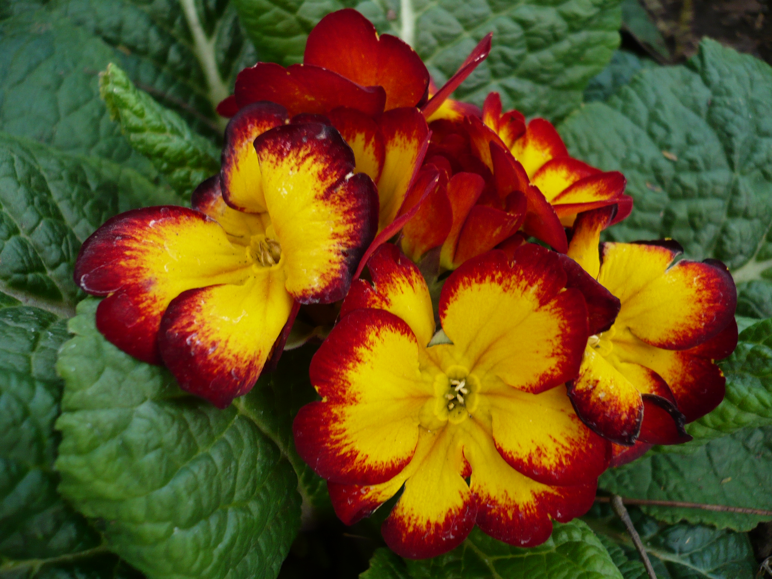 File:Flores amarillas  - Wikimedia Commons