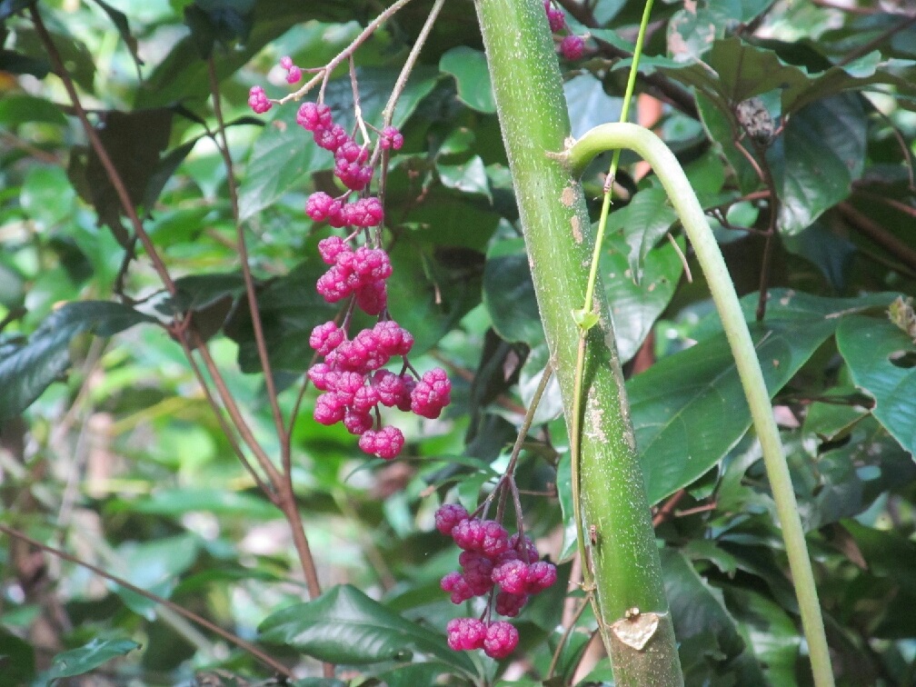 Fruit_of_Dendrocnide_moroides.jpg