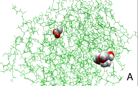 Surface representation of TgCor, a thin stick visualization showing protein ligands acetate anion and 2-amino-2-hydroxymethyl-promane-1,3-diolmade using Molegro Molecular Viewer Funtion3-1.png