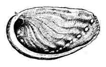 File:Haliotis rubra shell.png