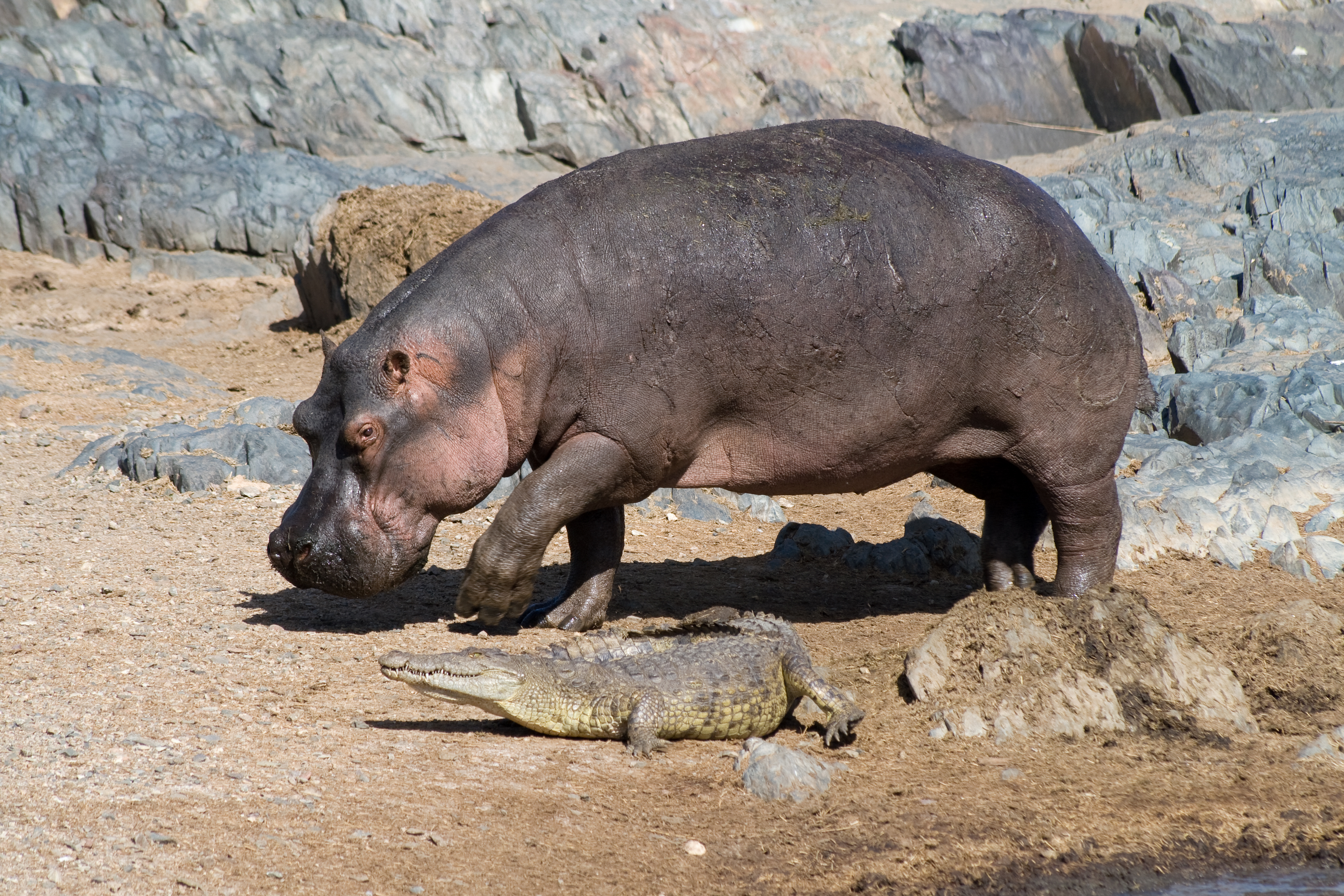 File:Hippo and croco.jpg - Wikimedia Commons