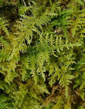 Gardening with Moss - Horticulture