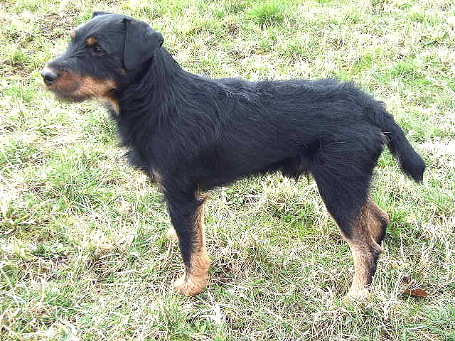 File:Jagdterrier.jpg