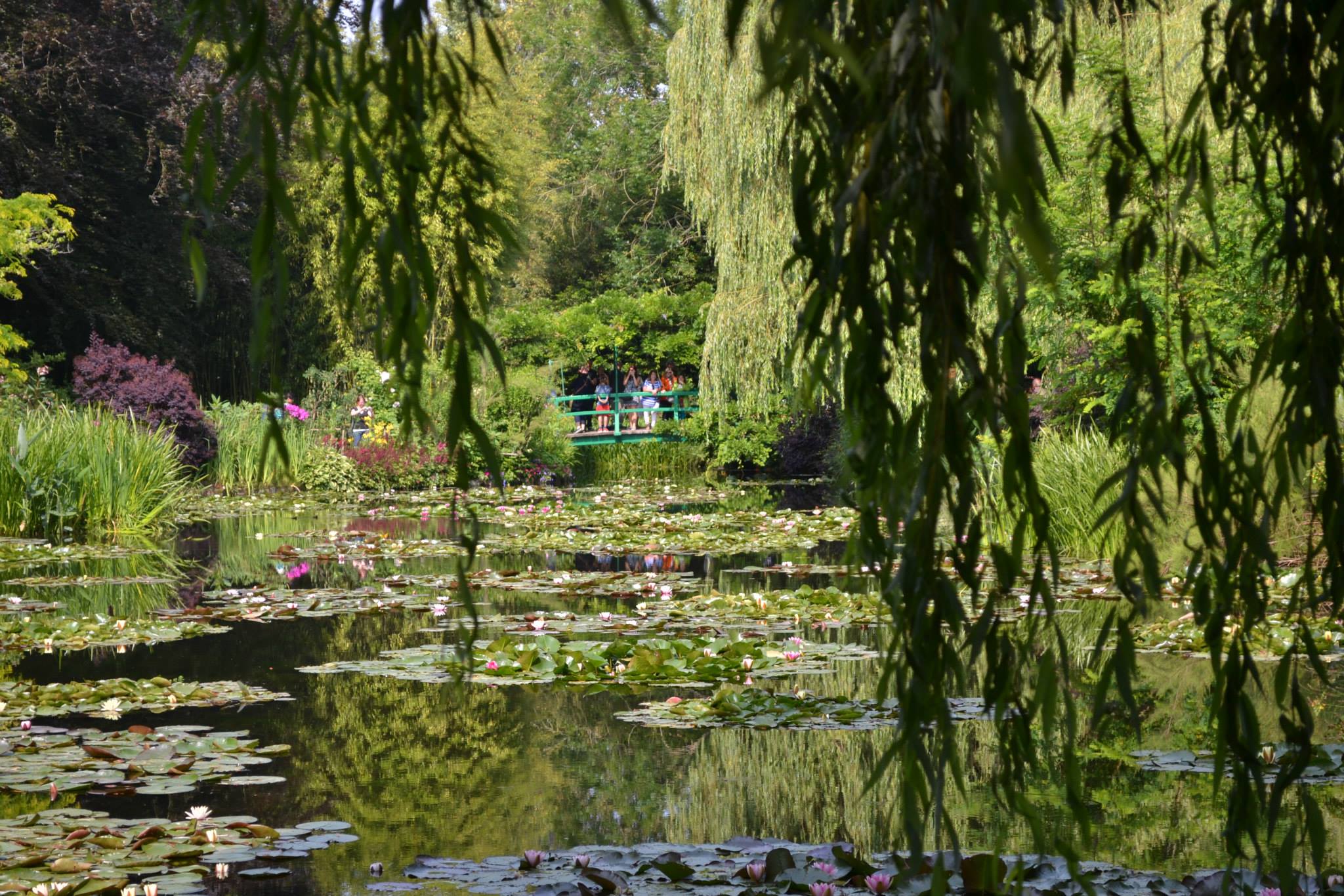 Калерия jardin de monet фото и описание