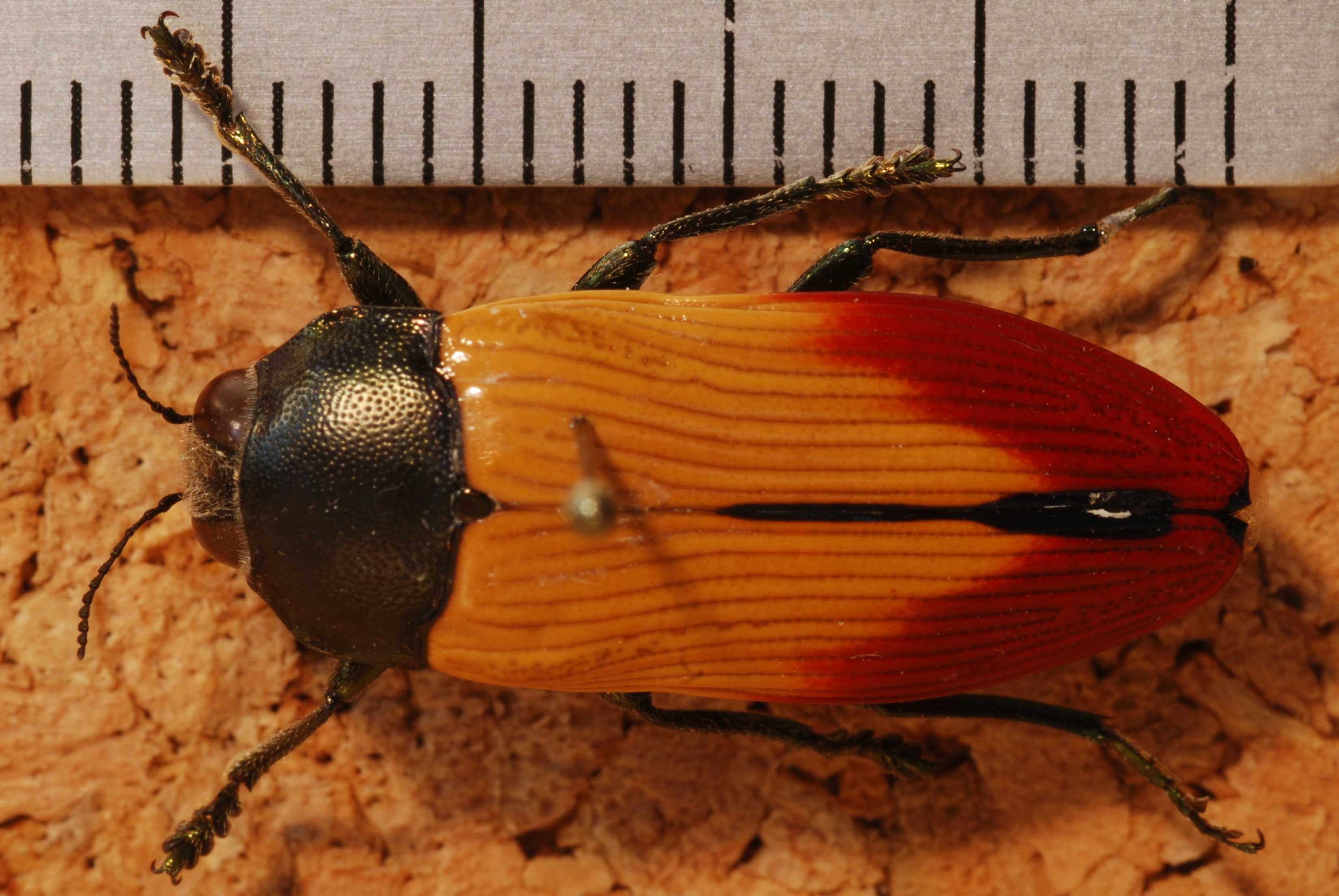 Jewel Beetle (Temognatha nickerli) (8270267210).jpg