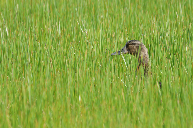 File:Mallard (Anas platyrhynchos), Trolla Water, Baltasound - geograph.org.uk - 1910172.jpg